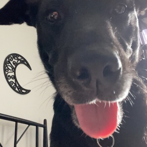 Fundraising Page: Hillarie McIntosh